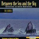 Between the Sea & The Sky: Whale 4