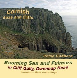 Booming Sea and Fulmars in Cliff Gully, Gwennap Head