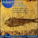 Adventure of Evolution