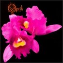 Orchid