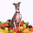 Excellent Italian Greyhound