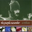 Purple Cucumber Tribute