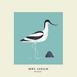 Avocet