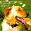 A Day in the life of Lucky: classical music for you & your dog
