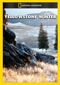 Yellowstone Winter