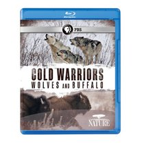 Nature: Cold Warriors - Wolves & Buffalos [Blu-ray]