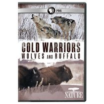 Nature: Cold Warriors - Wolves & Buffalos