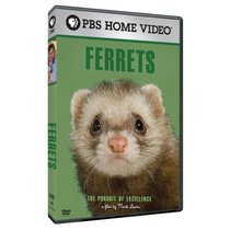 The Pursuit of Excellence: Ferrets