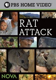 Rat Attack!