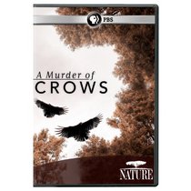 Nature: A Murder of Crows