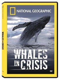 Whales in Crisis