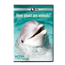 Nova Science Now: How Smart Are Animals