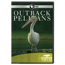 Nature: Outback Pelicans