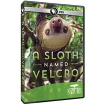 Nature: A Sloth Named Velcro