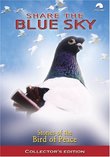 Share the Blue Sky -  Pigeon Stories