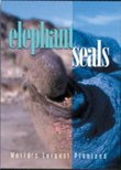 elephant seals: World's Largest Pinniped