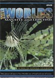TWO WORLDS- MANATEE and LION FISH