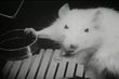 1940s Lab Rats & Rodent Psychology Science Experiment Films DVD: Rodent, Mouse & Animal Behavior Research Movies
