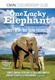One Lucky Elephant