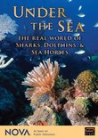 NOVA: Under the Sea - The Real World of Sharks, Dolphins, & Sea Horses