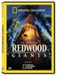 National Geographic: Climbing Redwood Giants