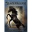 The Adventures of the Black Stallion : The Complete Third Season