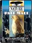 Nature - Pale Male