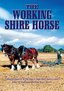 The Working Shire Horse