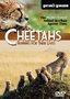 Cheetahs  Running for their Lives