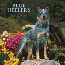 Blue Heelers 2008 Square Wall Calendar (German, French, Spanish and English Edition)