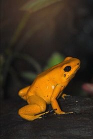Yellow Poison Dart Frog Journal: 150 page lined notebook/diary