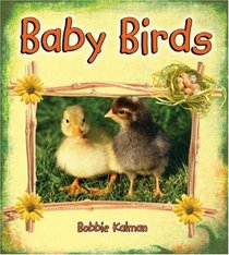 Baby Birds (It's Fun to Learn About Baby Animals)