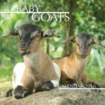 Baby Goats Calendar 2016: 16 Month Calendar