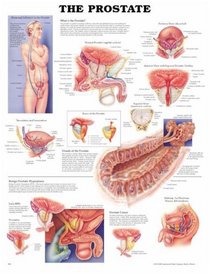 The Prostate Anatomical Chart