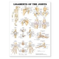 Ligaments of the Joints Anatomical Chart