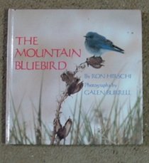 The Mountain Bluebird