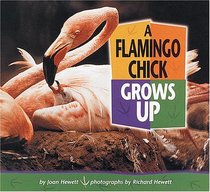 A Flamingo Chick Grows Up (Baby Animals)