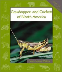 Grasshoppers and Crickets of North America (Animals in Order)