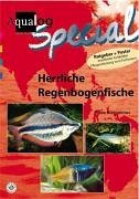 Herrliche Regenbogenfische.