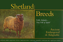 Shetland Breeds, 'Little Animals....Very Full of Spirit': Ancient, Endangered & Adaptable