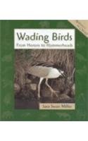 Wading Birds: From Herons to Hammerheads (Animals in Order)