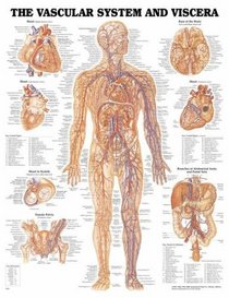 Vascular System and Viscera Anatomical Chart