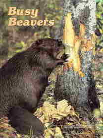 Busy Beavers (Books for Young Explorers)