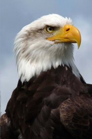 Bald Eagle Journal: 150 page lined notebook/diary