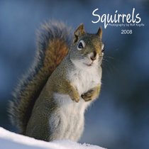 Squirrels 2008 Square Wall Calendar