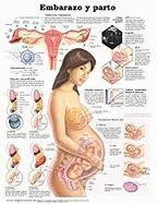 Pregnancy and Birth Anatomical Chart in Spanish (Embarazo y parto) (Spanish Edition)