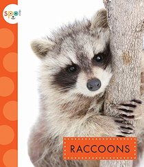 Raccoons (Spot)