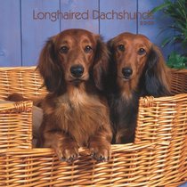 Dachshunds, Longhaired 2008 Square Wall Calendar
