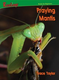 Praying Mantis (Bugs)