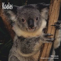 Koalas 2008 Square Wall Calendar (German, French, Spanish and English Edition)